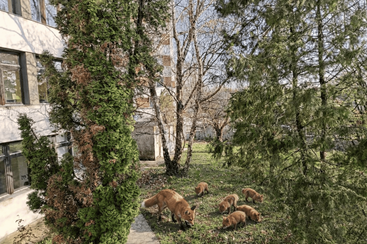 RÓKÁK A BERGBEN.png